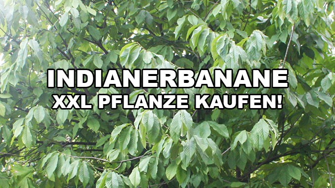 Zwei Pflanzen winterharte Indianerbanane Köstliches Obst für Haus oder Garten 