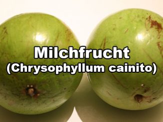 Milchfrucht Sternfrucht Chrysophyllum Cainito
