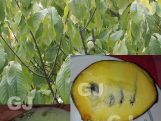 Pawpaw 2 Pflanzen winterharte Indianerbanane für den Garten Leckeres Obst *