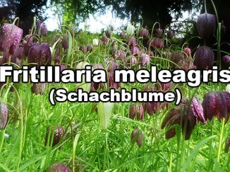 Schachblume Fritillaria meleagris