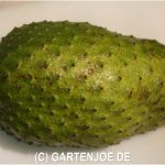 Guanabana oder Frucht der Stachelannone