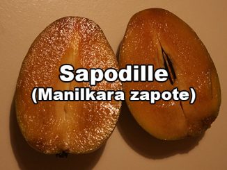 Manilkara zapote Breiapfel Sapotillen Frucht