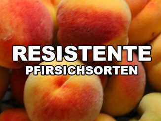 Resistente Pfirsichsorten