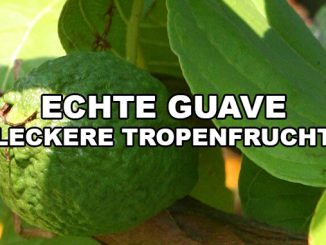 echte guave