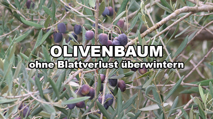 olivenbaum-ueberwintern