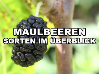 Maulbeer Sorten
