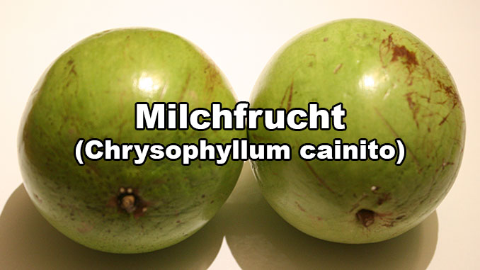 Milchfrucht Sternfrucht Chrysophyllum Cainito