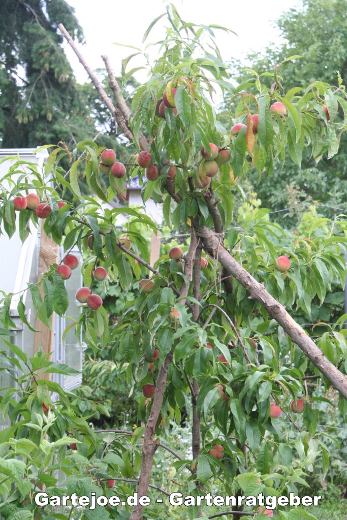 Reife Pfirsiche am Baum