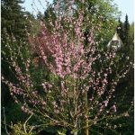 Pfirsichblüte vom Kolonistenpfirsich