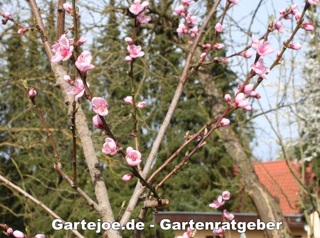 Pfirsichblüte im April