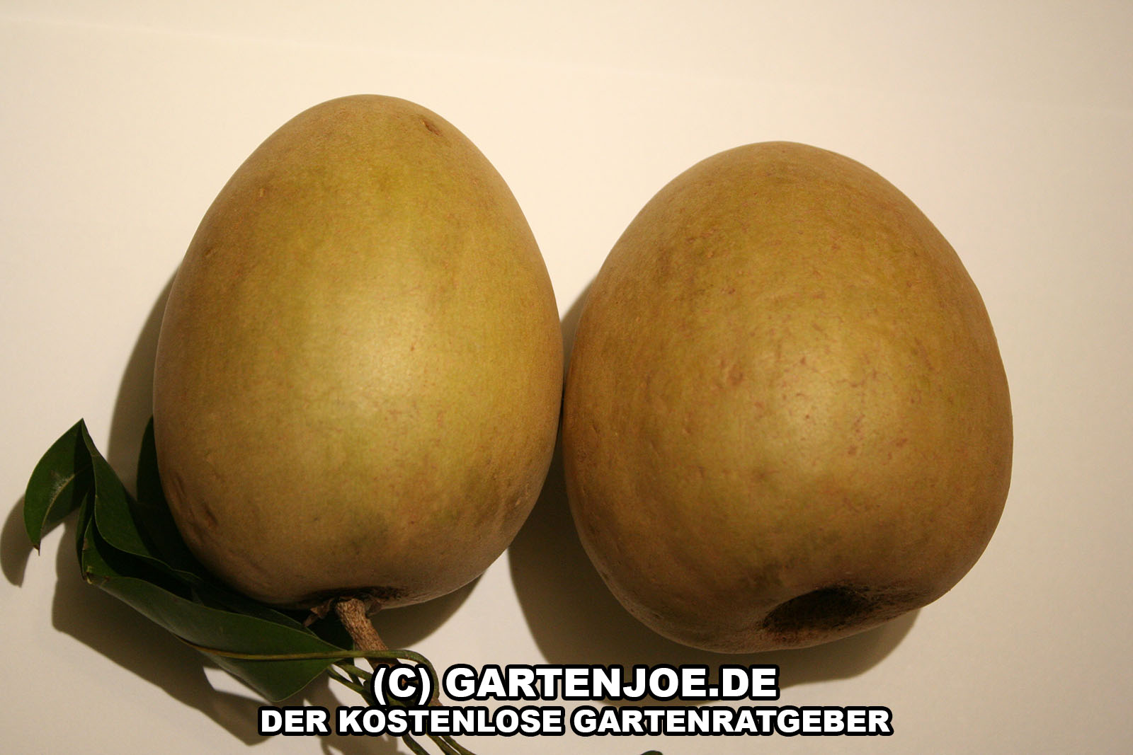 Sapodilla eine exotische Frucht