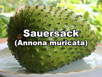Sauersack Annona muricata