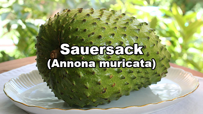 Sauersack Annona muricata