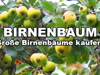 birnenbaum kaufen