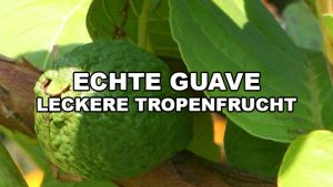 echte guave