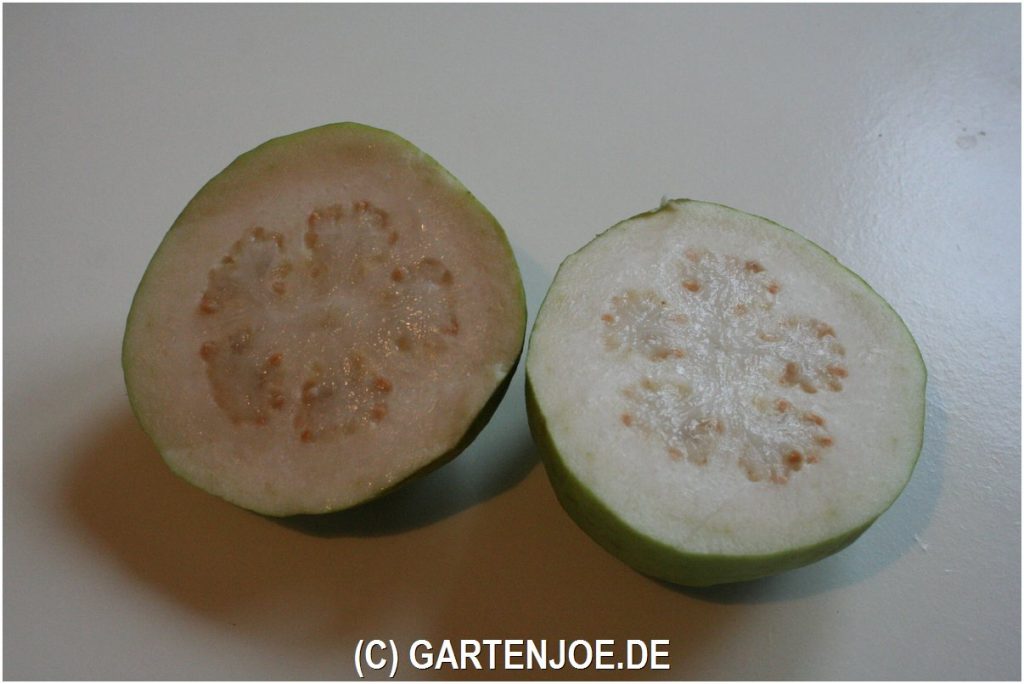 echte guave frucht