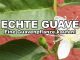 echte guave pflanze