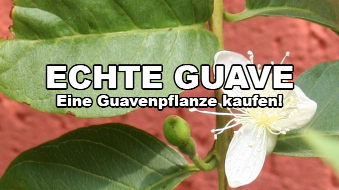 echte guave pflanze