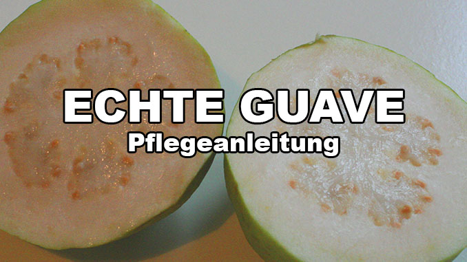 pflegeanleitung echte guave