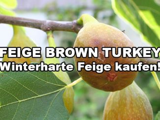 brown-turkey-feige