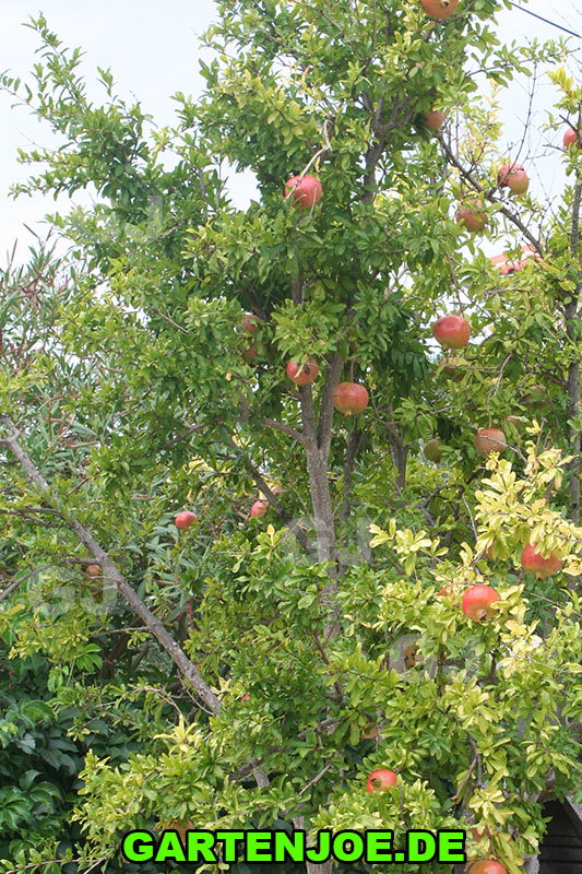 granatapfelbaum-im-garten