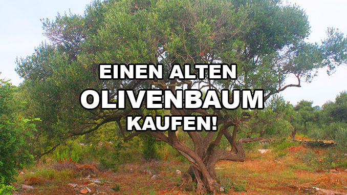 Alten Olivenbaum kaufen
