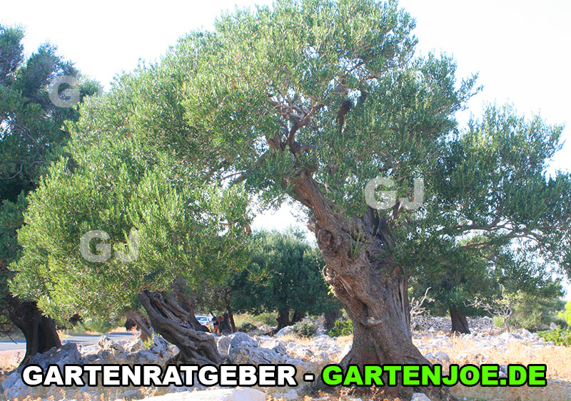 alter olivenbaum