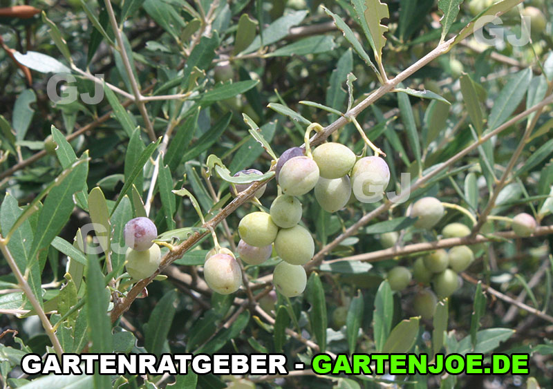 früchte olivenbaum