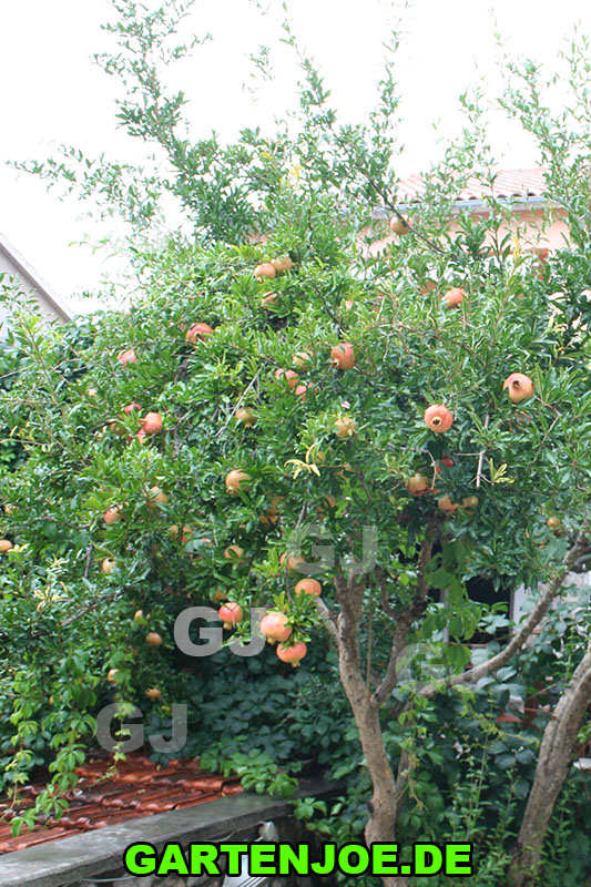 Viele Früchte am Granatapfelbaum