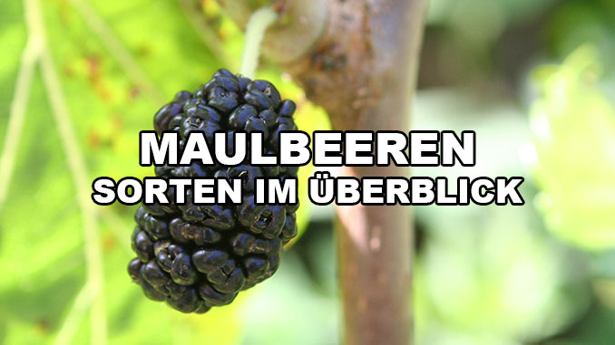 Maulbeer Sorten
