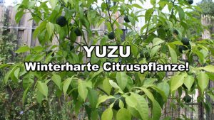 Yuzu kaufen Citrus junos veredelte Pflanzen Seltene Pflanzen und