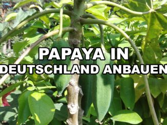 Berg Papaya in Deutschland anbauen