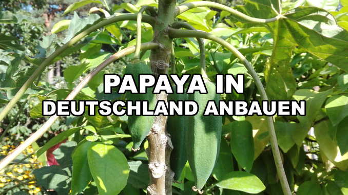 Berg Papaya in Deutschland anbauen