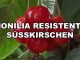 Monilia resistente Süßkirschen Sorten Liste