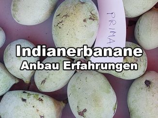 Indianerbanane Anbau Erfahrungen in Deutschland