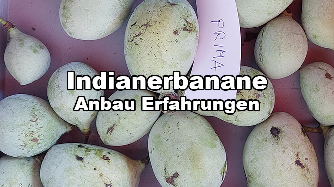 Indianerbanane Anbau Erfahrungen in Deutschland