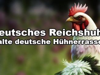 Deutsches Reichshuhn - alte Hühnerrasse