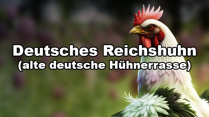 Deutsches Reichshuhn - alte Hühnerrasse