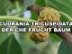 Cudrania tricuspidata - Che Fruchtbaum Seidenraupenbaum