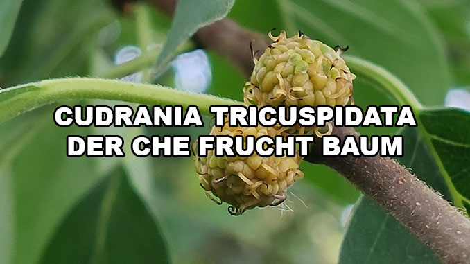 Cudrania tricuspidata - Che Fruchtbaum Seidenraupenbaum