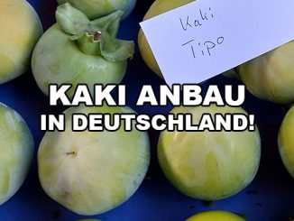 Kaki Anbau in Deutschland