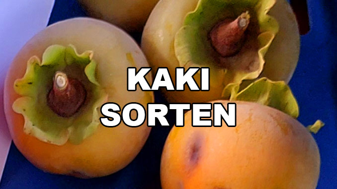 Kaki Sorten - Diospyros kaki nicht adstringente Sorten