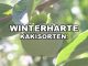 Winterharte Kakisorten für Deutschland