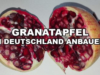 Granatapfel Anbau in Deutschland