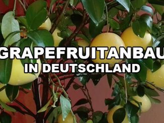Grapefruit Anbau in Deutschland