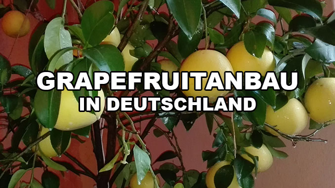 Grapefruit Anbau in Deutschland